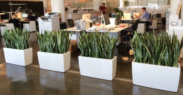 Office Decoration with Plants